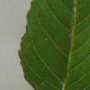 Semences feuilles et bourgeons