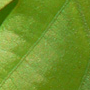 Lobes des feuilles arrondis non dentés