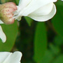 Grappes de fleurs blanches