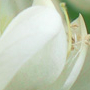 Fleurs blanches odorantes
